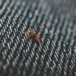Come eliminare gli acari della polvere in casa