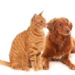 Come scegliere l’attrezzatura professionale per la toelettatura di cani e gatti