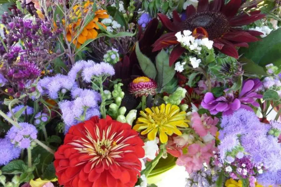 Fiori di bach, metodi di preparazione e l'estratto universale