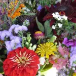 Fiori di bach, metodi di preparazione e l'estratto universale