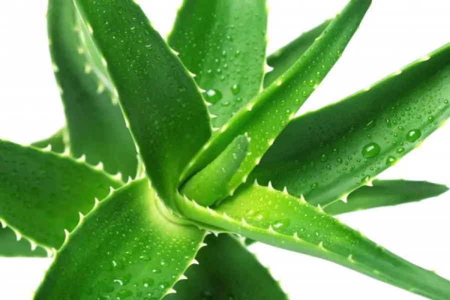Aloe vera, le proprietà curative e medicinali