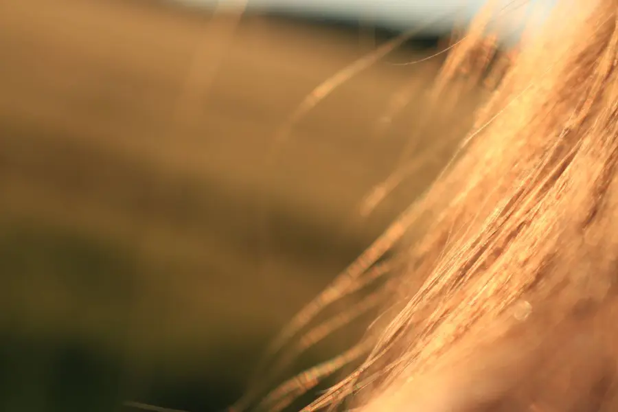Colori tinture capelli autunno 2026