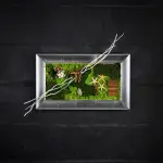 Quadri vegetali stabilizzati: la natura che arreda i tuoi ambienti