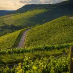 Aziende agricole e casali in campagna: le soluzioni più ricercate da giovani e famiglie