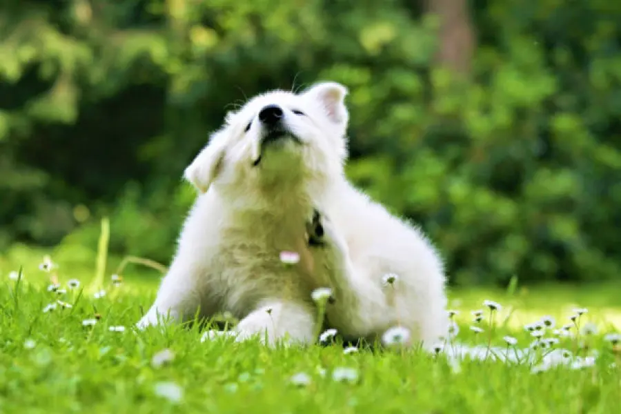Intolleranza alimentare nei cani: quali sono i sintomi e come curarla