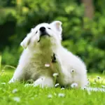 Intolleranza alimentare nei cani: quali sono i sintomi e come curarla