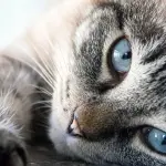 Terza palpebra del gatto