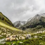 Mobilitazione pastori e agricoltori, il 12 febbraio a Montecitorio