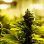 Bevanda alla marijuana: la cannabis fa scalpore