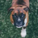 Antiparassitari naturali per cani: linee guida per una scelta consapevole