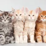 Gatto Maine Coon: tutto quello che devi sapere