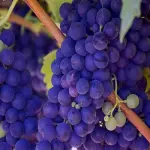 Vendemmia 2018: Italia senza rivali, si conferma primo produttore mondiale