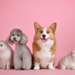 Salvare un animale a 4 zampe