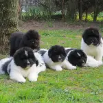 Cane Terranova: carattere e aspetto