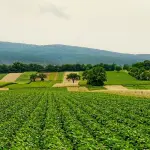 Voucher in agricoltura al gran ritorno, occasione da non perdere per 50mila giovani