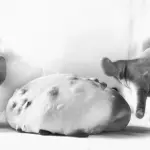 Cake design e decorazione dolci: cinque strumenti da avere assolutamente