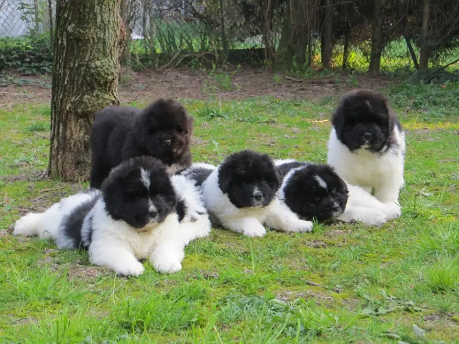 Cane Terranova: carattere e aspetto