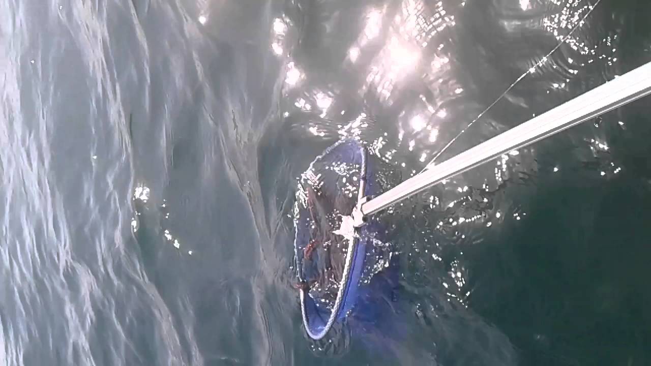 Come funziona la pesca del polpo