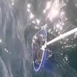 Come funziona la pesca del polpo