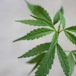 Che differenza c’è tra canapa sativa e canapa Indica?