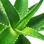 Aloe vera, le proprietà curative e medicinali
